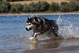 SIBERIAN HUSKY 672